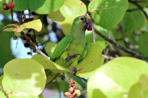 Peach-fronted Parakeet (Eupsittula aurea) feeding on fruit. Stock Photos