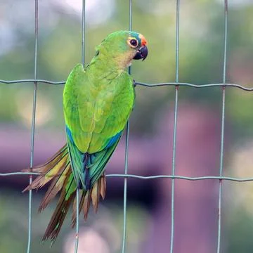 Peach-fronted Parakeet (Eupsittula aurea), isolated. Stock Photos