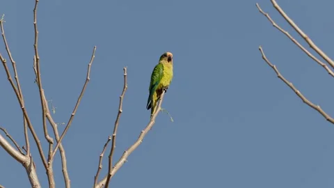 Peach fronted Parakeet on a tree Stock Footage 247926277