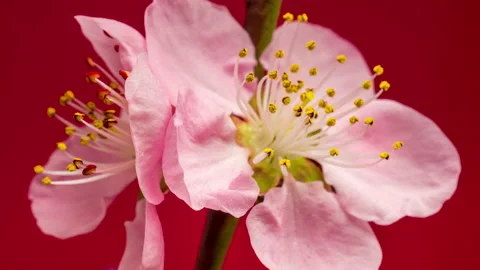 Peach Fruit Blossom Time Lapse on Red Background Stock Footage 194749925