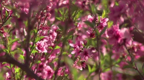 Peach Fruit Blossoms with bees Video stock 320037