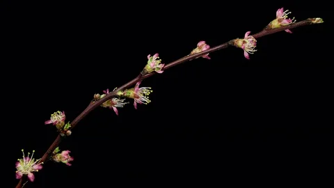 Peach fruit branch flowering timelapse Stock Footage 75550129
