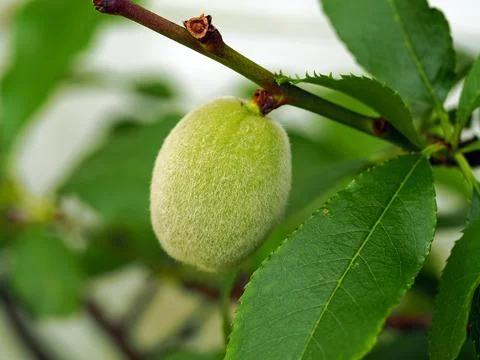 Peach fruit developing on a tree branch Stock Photos