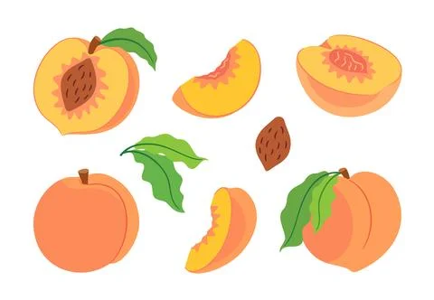 Peach fruit flat style vector illustration set Stock Illustration