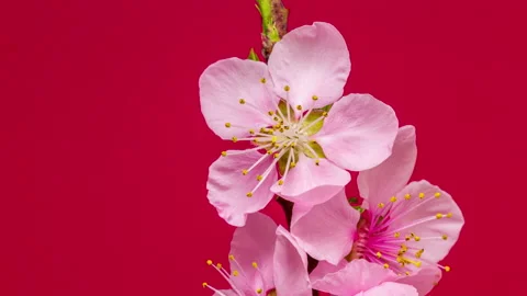 Peach fruit flower blossom time lapse on red background Stock Footage 194750435