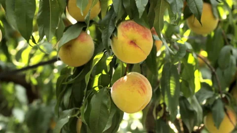 Peach fruit Stock Footage 309979463