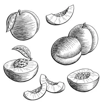 Peach fruit graphic black white isolated sketch illustration vector Stock Illustration