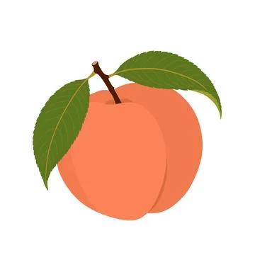 Peach Fruit with Green Leaves Vector Illustration Stock Illustration