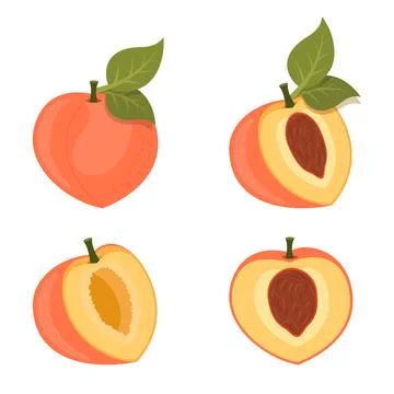 Peach fruit icon set collection in flat style. Apricot vector illustration .. Stock Illustration