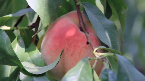 Peach fruit inspect Stock Footage 33230529