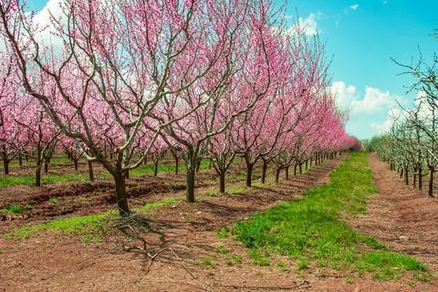 Peach fruit tree branches during flowering with flowers 库存照片