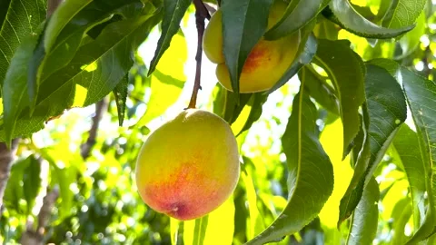 Peach fruit on tree, closeup of peaches on tree, organic ripe peaches Stock Footage 277017045