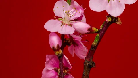Peach Fruit Tree Flower Blossom Time Lapse on Red Background Stock Footage 194750242