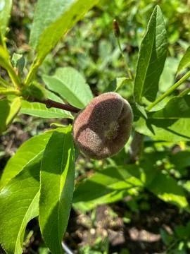 Peach fruit on a tree in the garden. Close-up. Foto stock