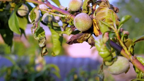 Peach fruit tree with leaf curl diseases closeup Stock Footage 197008062