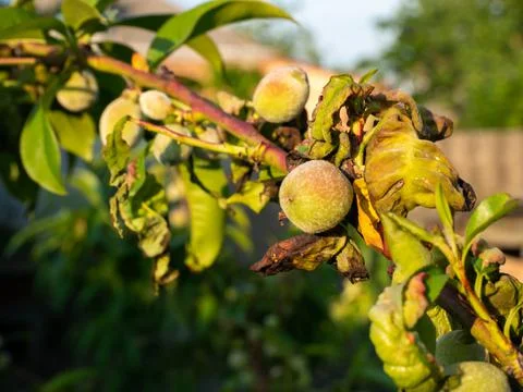 Peach fruit tree with leaf curl diseases closeup Stock Photos