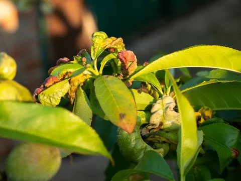 Peach fruit tree with leaf curl diseases closeup Stock Photos