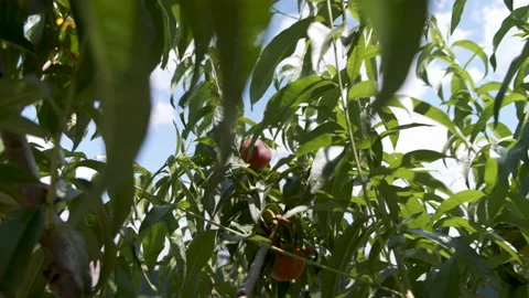 Peach fruit on tree. ripe peach on the tree. peach fruits in the garden Stock Footage 134630025