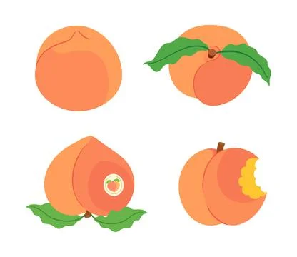 Peach fruit vector set with whole fruits leaves and bitten peach 스톡 일러스트