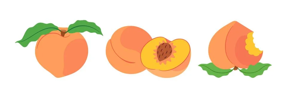 Peach fruit vector set with whole peach cut half and bitten peach. Stock Illustration