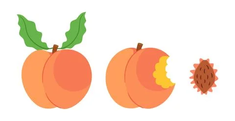 Peach fruit vector set with whole peach bitten fruit and seed pit Stock Illustration