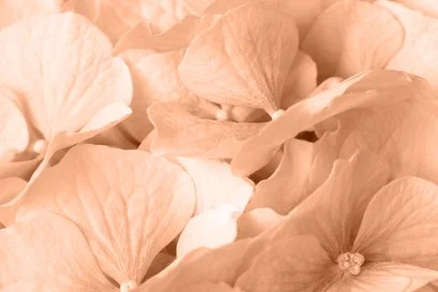 Peach Fuzz hydrangea closeup. Trendy Color of the year 2024 Peach Fuzz. 스톡 사진