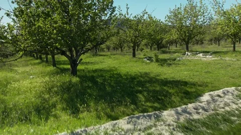 Peach Garden Vídeo Stock 83183888