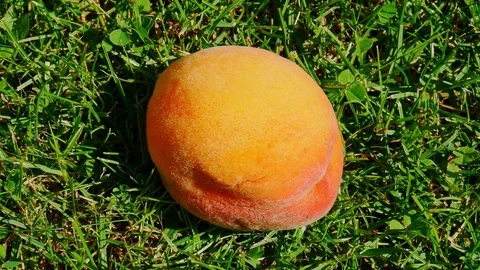 Peach on Grass Video stock 82604343