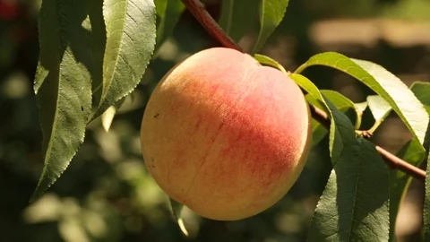 Peach is growing on a branch Vídeo Stock 94387408