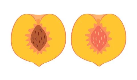 Peach halves cut in heart shape with seed pits vector illustration Stock Illustration