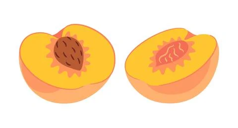 Peach halves with seed pit fresh cut fruit vector illustration 스톡 일러스트