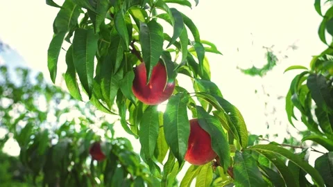Peach hanging on a branch. Fruit picking season. Big juicy peach on the tree. Stock Footage 151536546