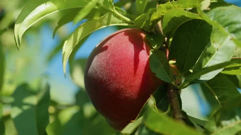 Peach hanging on a branch. Fruit picking season. Healthy food. Organic product. Stock Footage 156767475