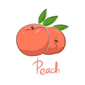 Peach isolated on white background Stock Illustration