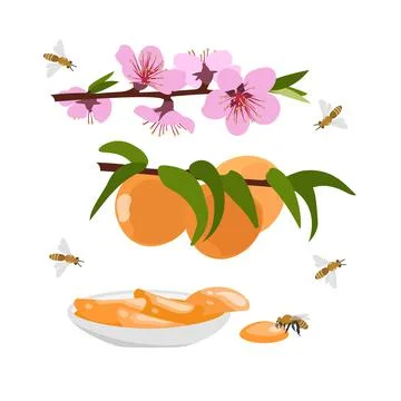 Peach jam, delicious fruit jam with fresh peaches on a plate Stock Illustration