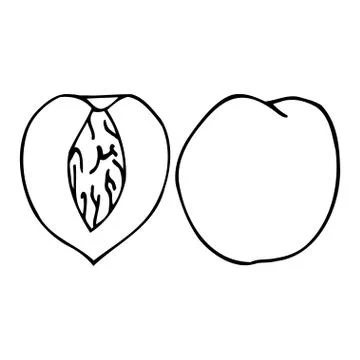 Peach with kernel. Hand drawn outline doodle icon. Transparent isolated  Stock Illustration