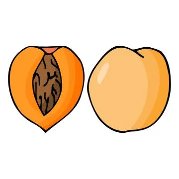 Peach with kernel. Hand drawn outline doodle icon. Colorful isolated  Stock Illustration