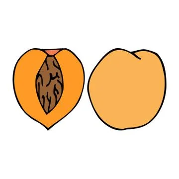 Peach with kernel. Hand drawn outline doodle icon. Colorful isolated  Stock Illustration
