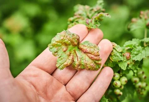 Peach leaf curl on currant leaves. Common Plant Diseases. Puckered or blis... Stock Photos
