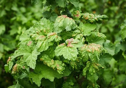 Peach leaf curl on currant leaves. Common Plant Diseases. Puckered or blis... Stock Photos