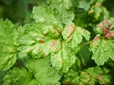 Peach leaf curl on currant leaves. Common Plant Diseases. Puckered or blis... Stock Photos