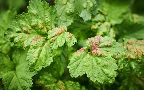 Peach leaf curl on currant leaves. Common Plant Diseases. Puckered or blis... Stock Photos