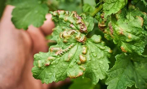 Peach leaf curl on currant leaves. Common Plant Diseases. Puckered or blis... Stock Photos
