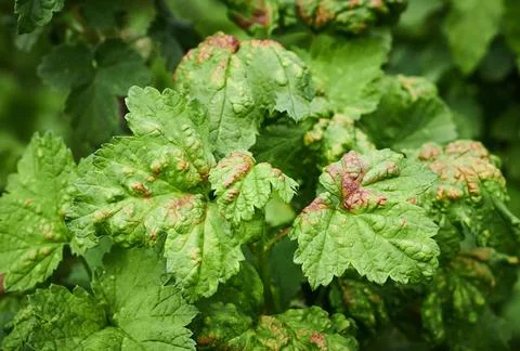 Peach leaf curl on currant leaves. Common Plant Diseases. Puckered or blis... Stock Photos