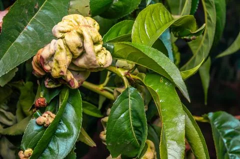 Peach leaf curl disease deforms the leaves, creating a thickened, reddish, .. Stock Photos