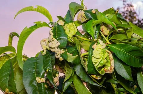 Peach leaf curl disease deforms the leaves of a peach tree, creating a distor Stock Photos