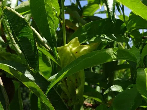 Peach Leaf Curl Disease on Fruit Tree Leaf 스톡 사진