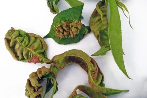 Peach leaf curl Stock Photos