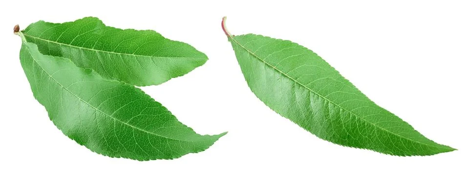 Peach leaf isolated on white background closeup Stock Photos