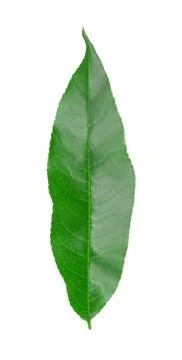 Peach leaf. Stock Photos